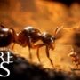 Clave CD Gratis de Empire of the Ants en la Plataforma de Tu Elección – Sorteo