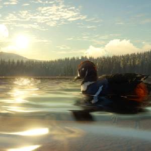 theHunter Call of the Wild Yukon Valley - Pato Arlequín